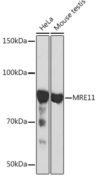 MRE11 Rabbit monoclonal antibody