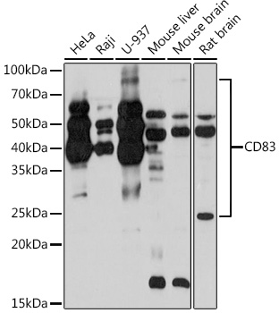 CD83 Rabbit monoclonal antibody