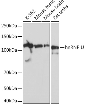 hnRNP U Rabbit monoclonal antibody