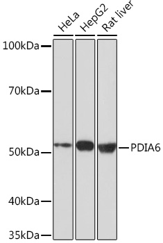 PDIA6 Rabbit monoclonal antibody