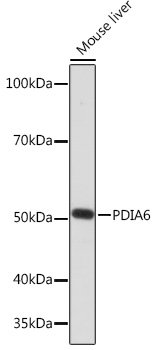 PDIA6 Rabbit monoclonal antibody