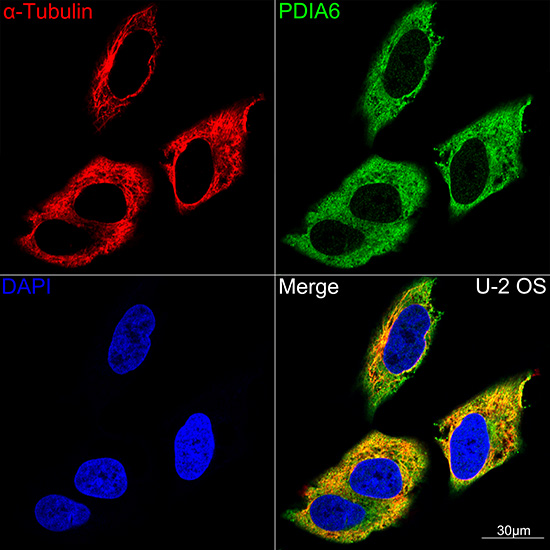 PDIA6 Rabbit monoclonal antibody