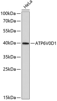 ATP6V0D1 Rabbit polyclonal antibody