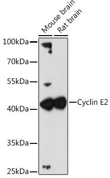 Cyclin E2 Rabbit polyclonal antibody