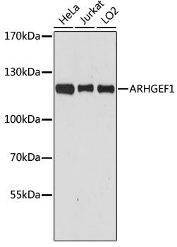 [KO Validated] ARHGEF1 Rabbit polyclonal antibody