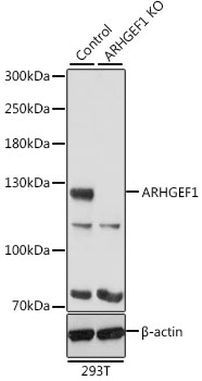 [KO Validated] ARHGEF1 Rabbit polyclonal antibody