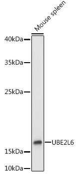 UBE2L6 Rabbit polyclonal antibody