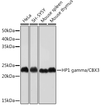 HP1 gamma/CBX3 Rabbit monoclonal antibody
