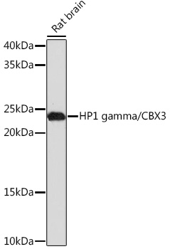 HP1 gamma/CBX3 Rabbit monoclonal antibody