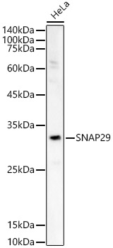 SNAP29 Rabbit polyclonal antibody