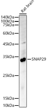 SNAP29 Rabbit polyclonal antibody