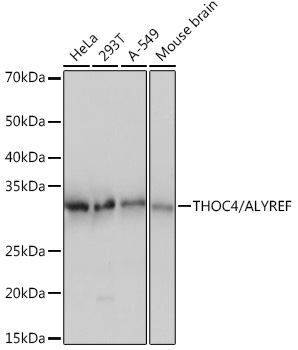 THOC4/ALYREF Rabbit monoclonal antibody
