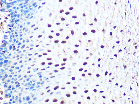 THOC4/ALYREF Rabbit monoclonal antibody