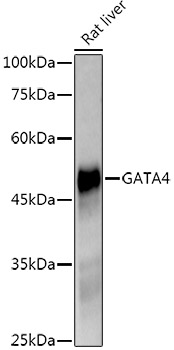 GATA4 Rabbit monoclonal antibody