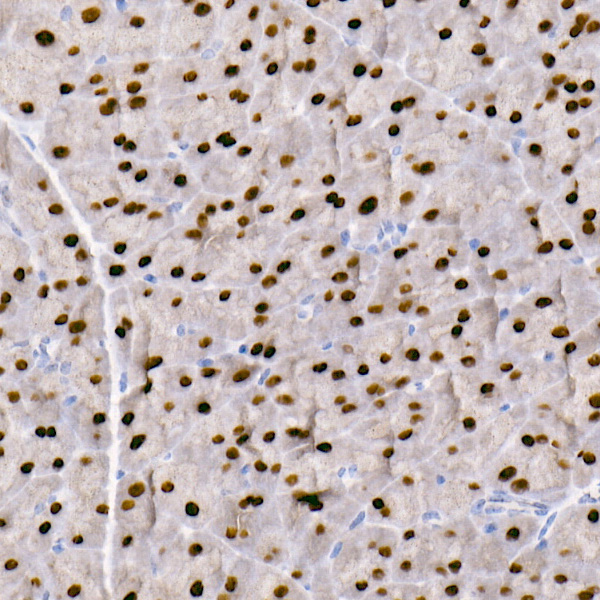 GATA4 Rabbit monoclonal antibody