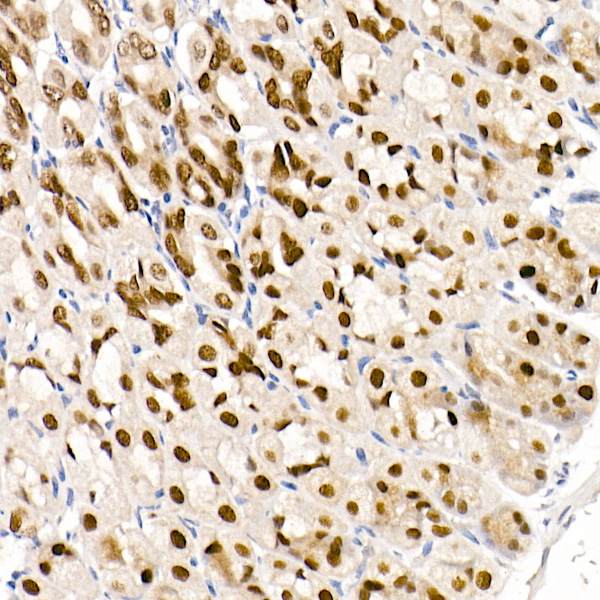 GATA4 Rabbit monoclonal antibody