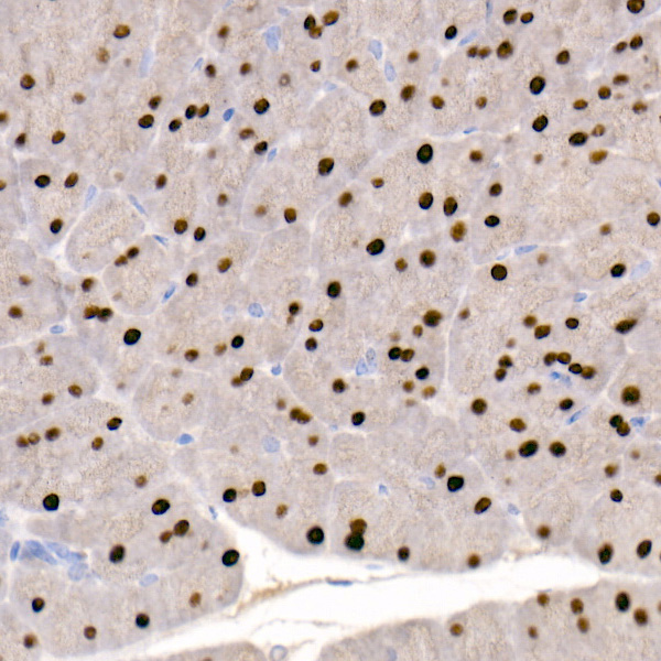 GATA4 Rabbit monoclonal antibody