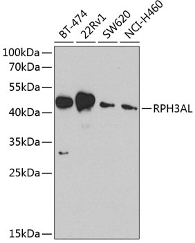 RPH3AL Rabbit polyclonal antibody