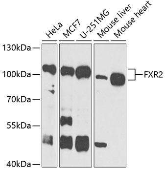 ABclonal:Western blot - FXR2 Rabbit pAb (A4313)