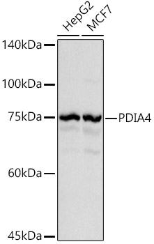 PDIA4 Rabbit polyclonal antibody