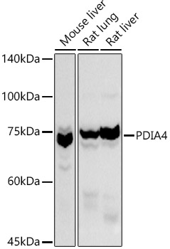 PDIA4 Rabbit polyclonal antibody