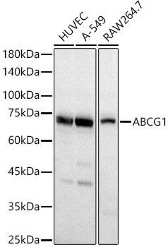ABCG1 Rabbit polyclonal antibody
