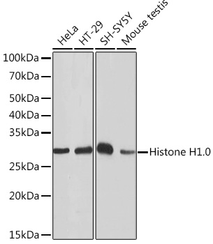 Histone H1.0 Rabbit monoclonal antibody