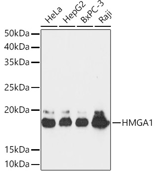 HMGA1 Rabbit monoclonal antibody