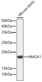 HMGA1 Rabbit monoclonal antibody