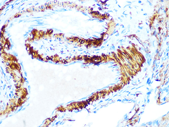 AMPKB Beta1 Rabbit monoclonal antibody