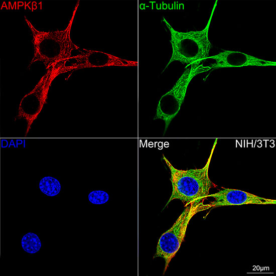 AMPKB Beta1 Rabbit monoclonal antibody
