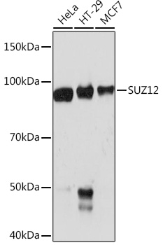 SUZ12 Rabbit monoclonal antibody