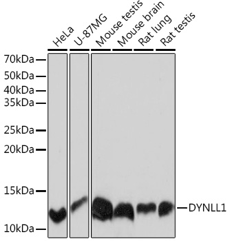 DYNLL1 Rabbit monoclonal antibody