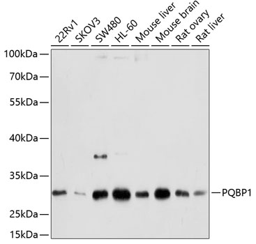 PQBP1 Rabbit pAb