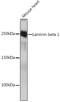 Laminin beta 1 Rabbit monoclonal antibody
