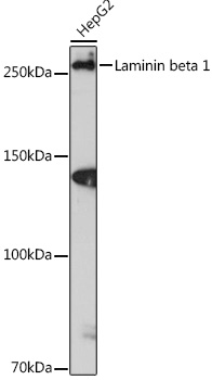 Laminin beta 1 Rabbit monoclonal antibody