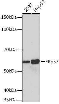 ERp57 Rabbit monoclonal antibody