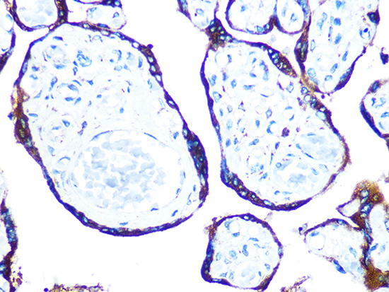 ERp57 Rabbit monoclonal antibody