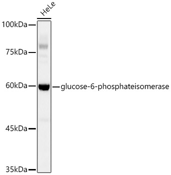[KD Validated] glucose-6-phosphate isomerase Rabbit monoclonal antibody