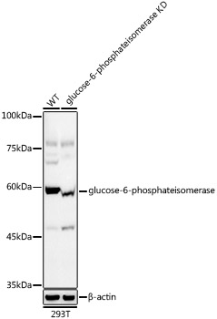 [KD Validated] glucose-6-phosphate isomerase Rabbit monoclonal antibody