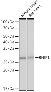 BNIP1 Rabbit monoclonal antibody