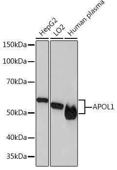 APOL1 Rabbit monoclonal antibody