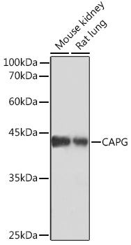 CAPG Rabbit monoclonal antibody