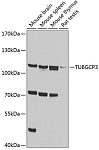 Western blot - TUBGCP3 Rabbit pAb (A4417)