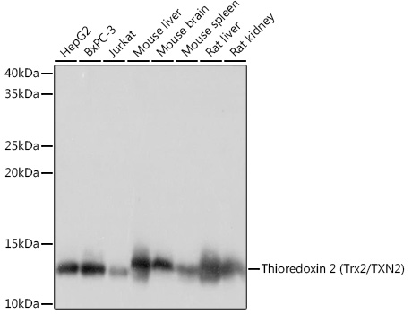 Thioredoxin 2 (Trx2/TXN2) Rabbit monoclonal antibody