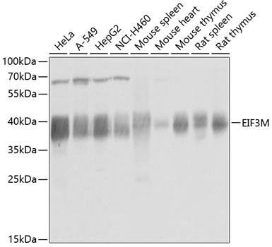 EIF3M Rabbit polyclonal antibody
