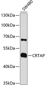 CRTAP Rabbit polyclonal antibody