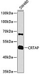 Western blot - CRTAP Rabbit pAb (A4428)