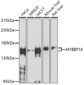 MYBBP1A Rabbit polyclonal antibody