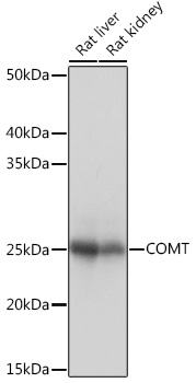 COMT Rabbit mAb